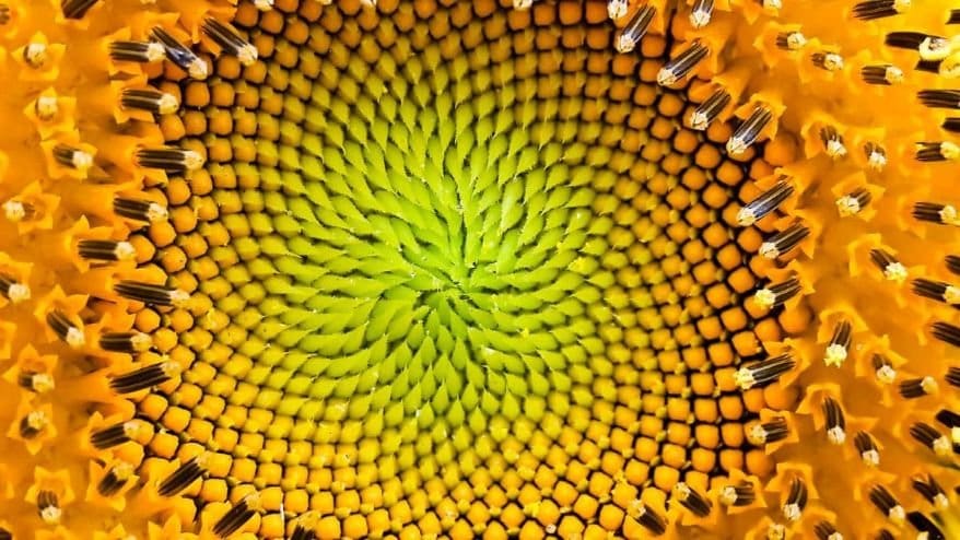 fibonacci spirals in nature