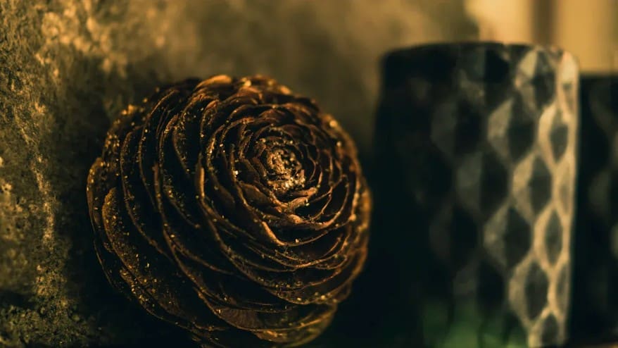 golden ratio pine cone patterns