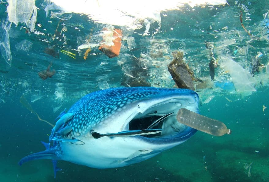 Bioaccumulation Student Experiments