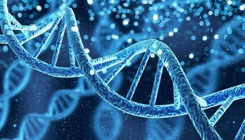 dna structure