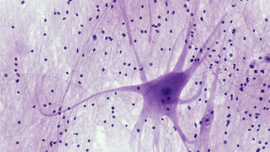 what is neuroscience