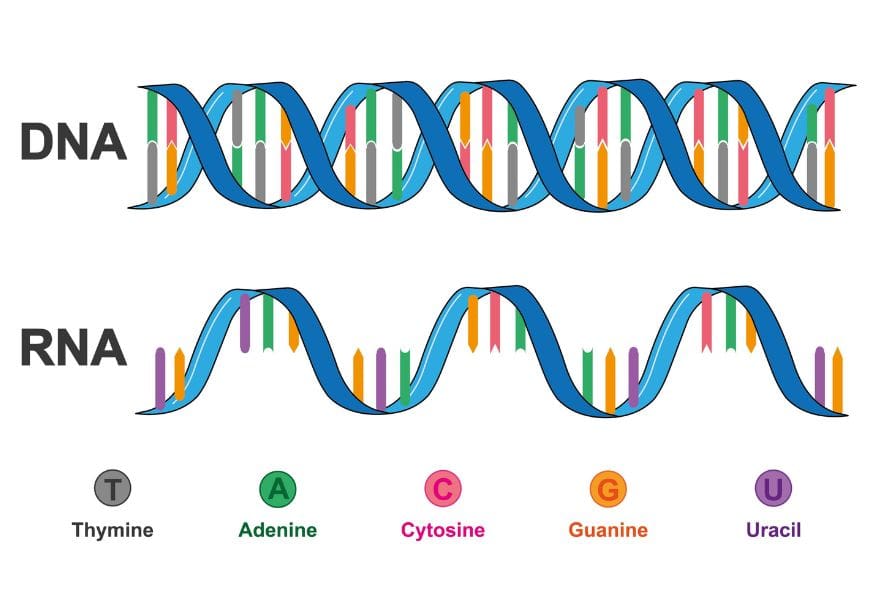 CRISPR-Based Advancements in Genetic Engineering