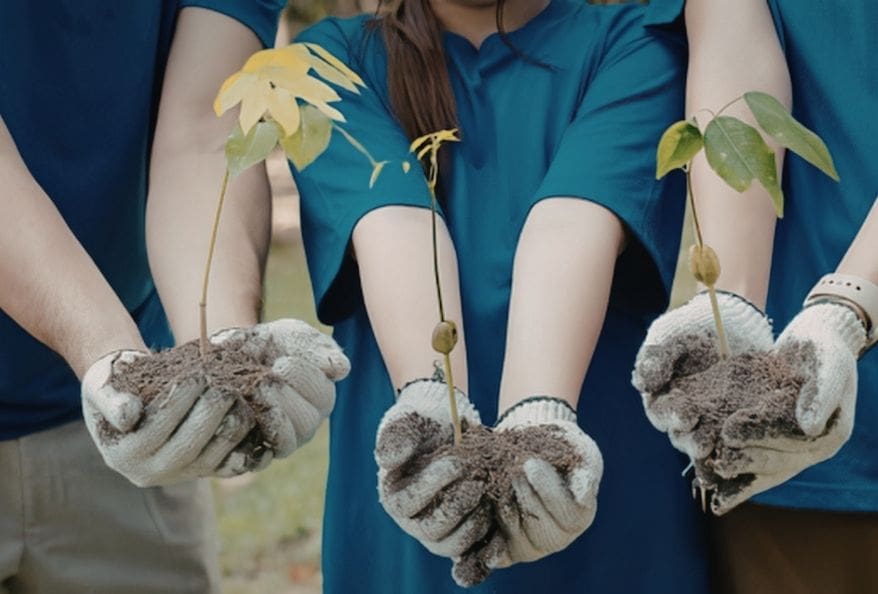 Tree Planting Initiatives for reducing global warming